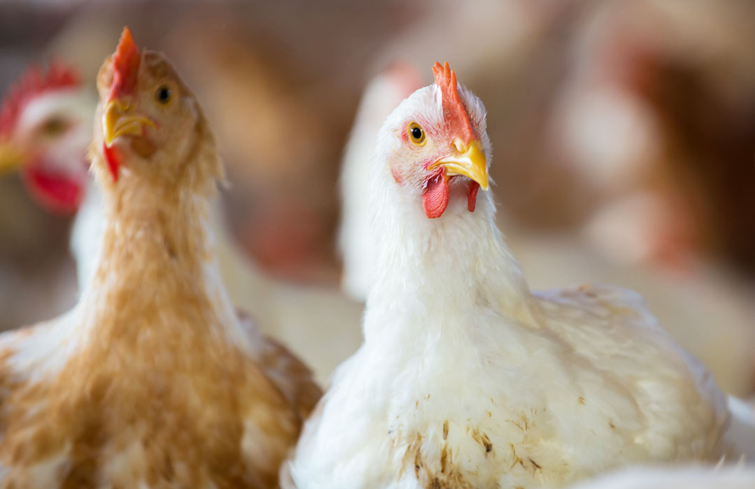 Biosint Animal Nutrition Banner