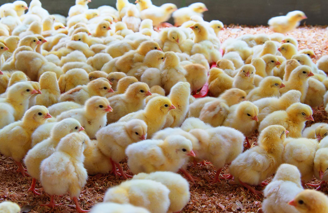 About Biosint Animal Health