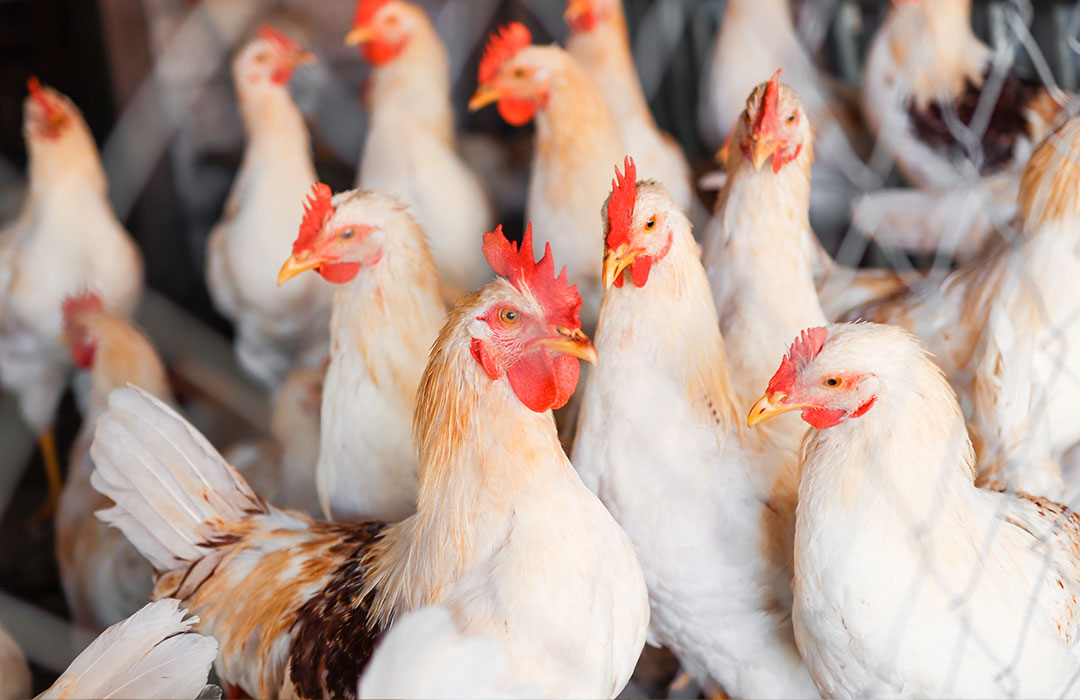 Biosint Science-Driven Animal Nutrition