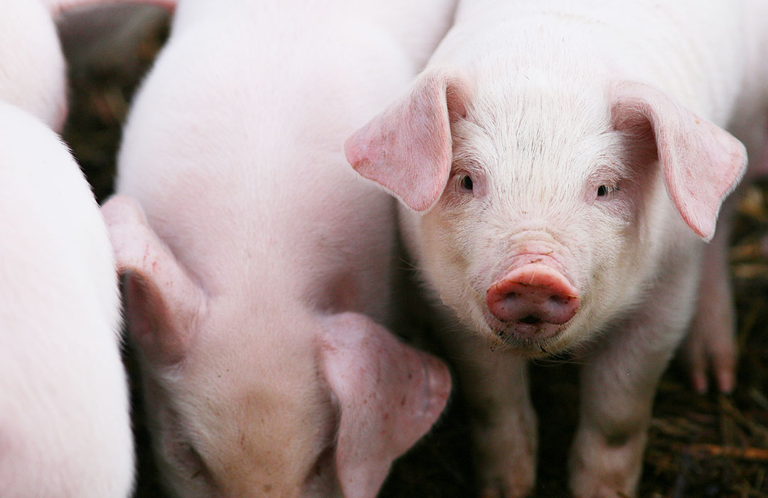 Sustainable Farming Precision Nutrition