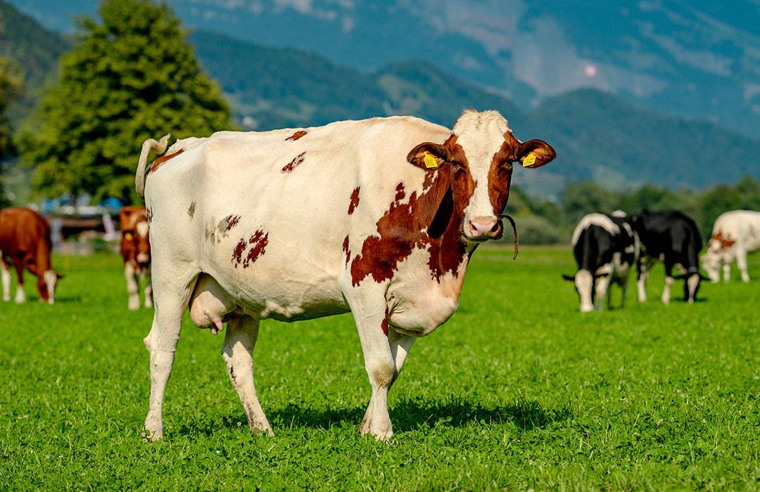 Healthier Livestock and Sustainable Future